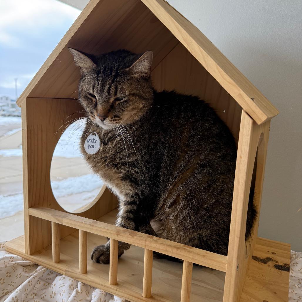 Nicky, Adoptable, Senior Male Domestic Short Hair.