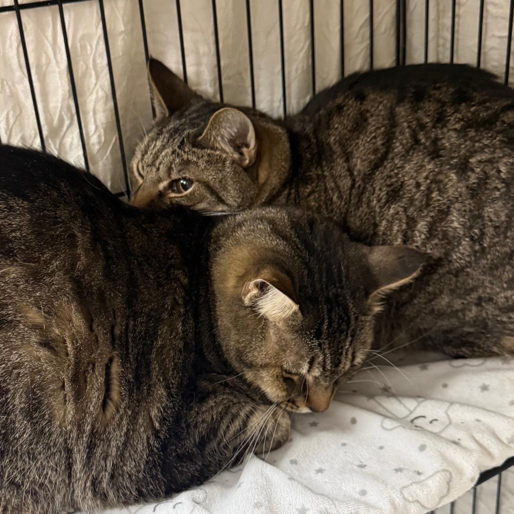 Nicky, a Adoptable Domestic Short Hair in Normal, IL image 3/3