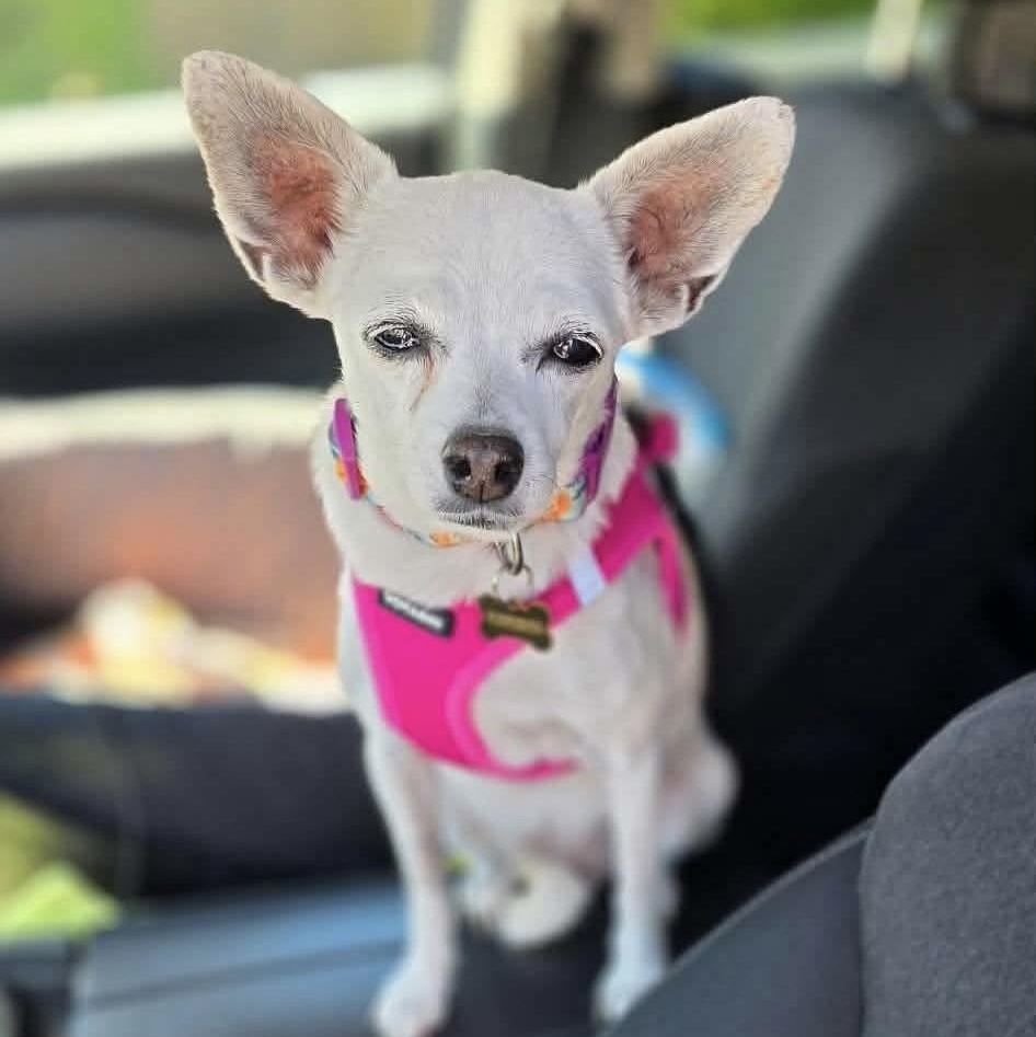 Enlarge Candy, a Adoptable mixed breed in Saint Helens, OR image 4/6