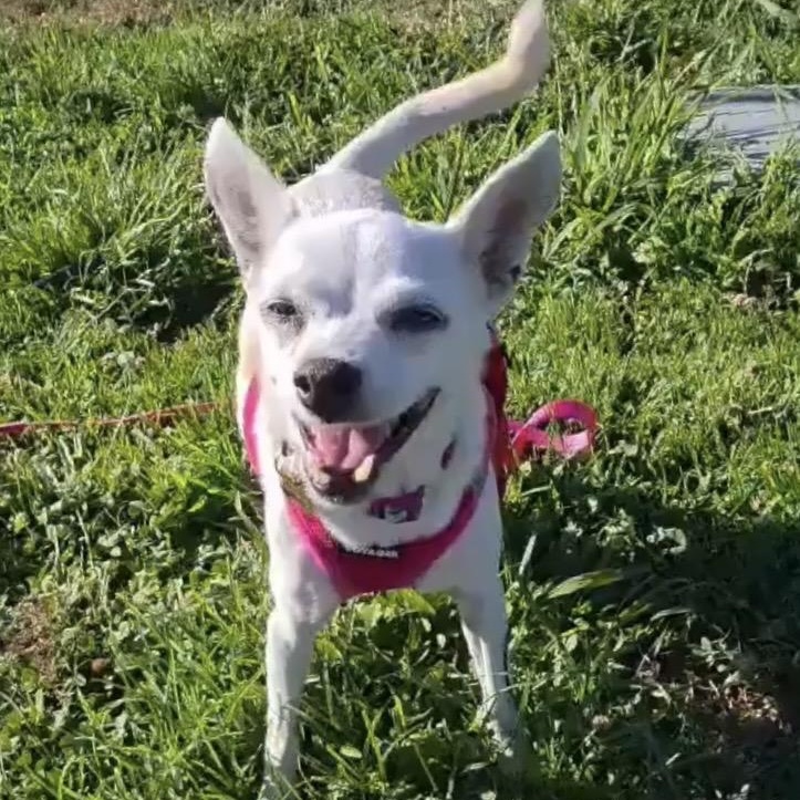 Enlarge Candy, a Adoptable mixed breed in Saint Helens, OR image 2/6