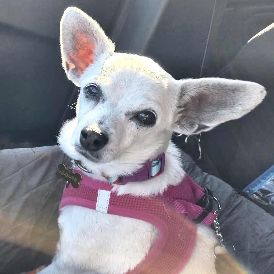 Enlarge Candy, a Adoptable mixed breed in Saint Helens, OR image 5/6