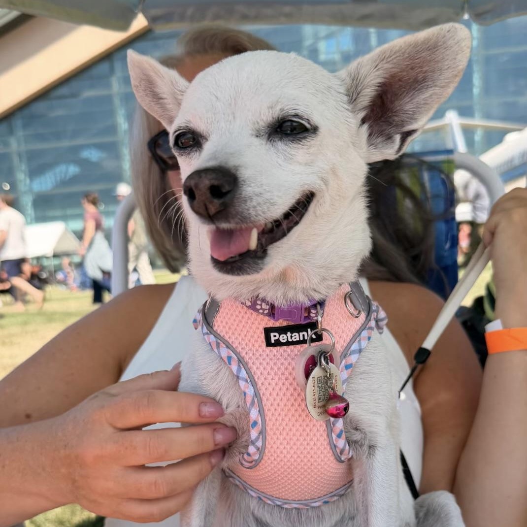 Candy, Adoptable, Adult Female Chihuahua & Terrier.