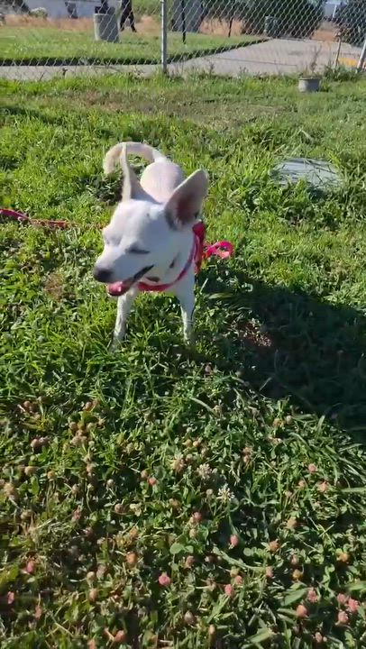 Enlarge Candy, a Adoptable mixed breed in Saint Helens, OR video 6/6