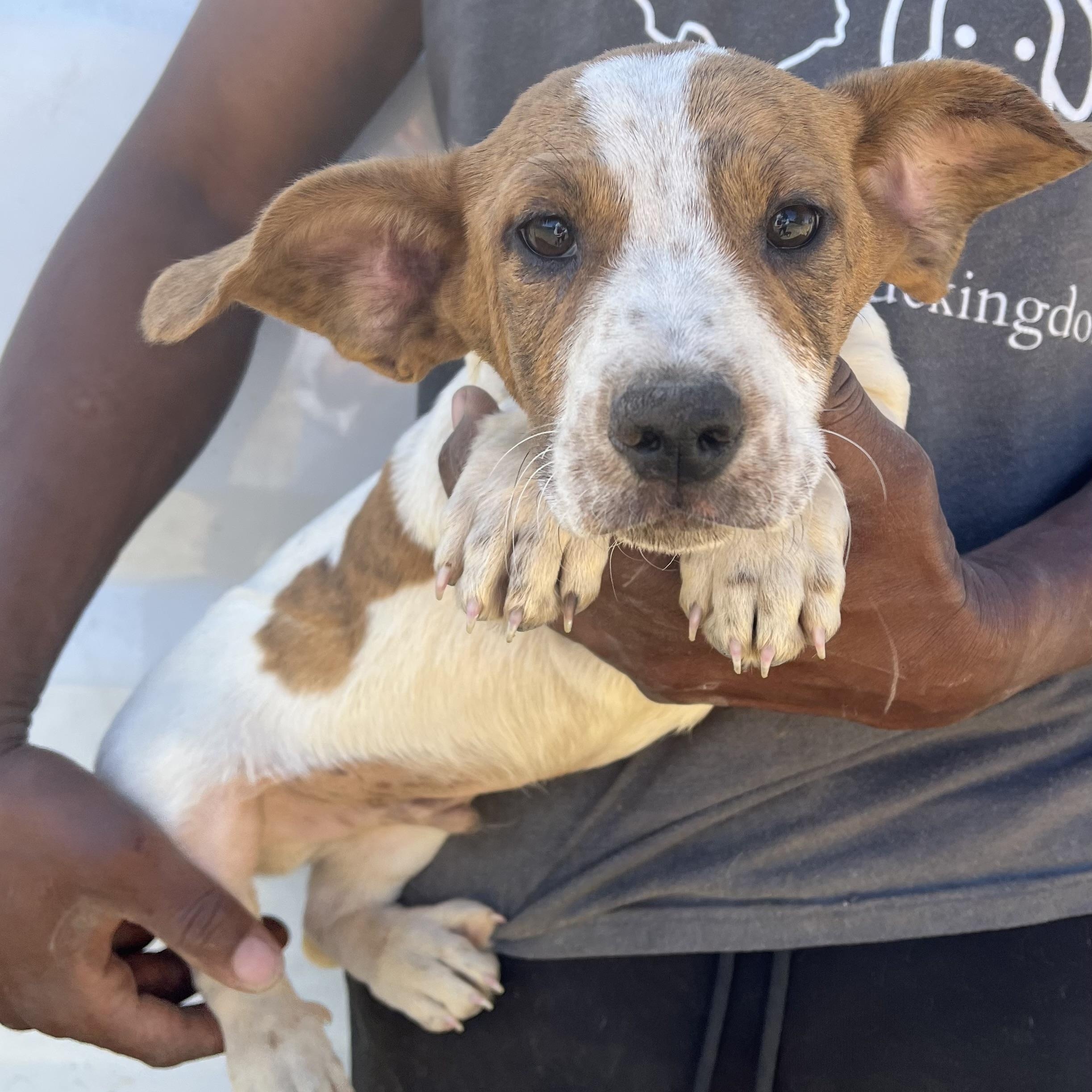 Enlarge Hank - Local March 13-15, an adopted mixed breed in Beaverton , OR image 4/5