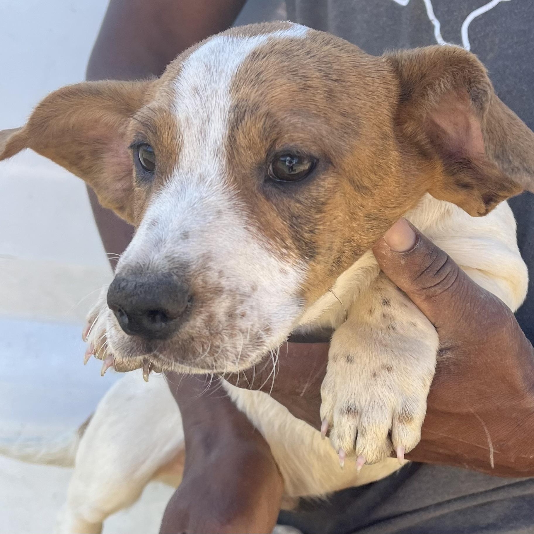 Enlarge Hank - Local March 13-15, an adopted mixed breed in Beaverton , OR image 3/5