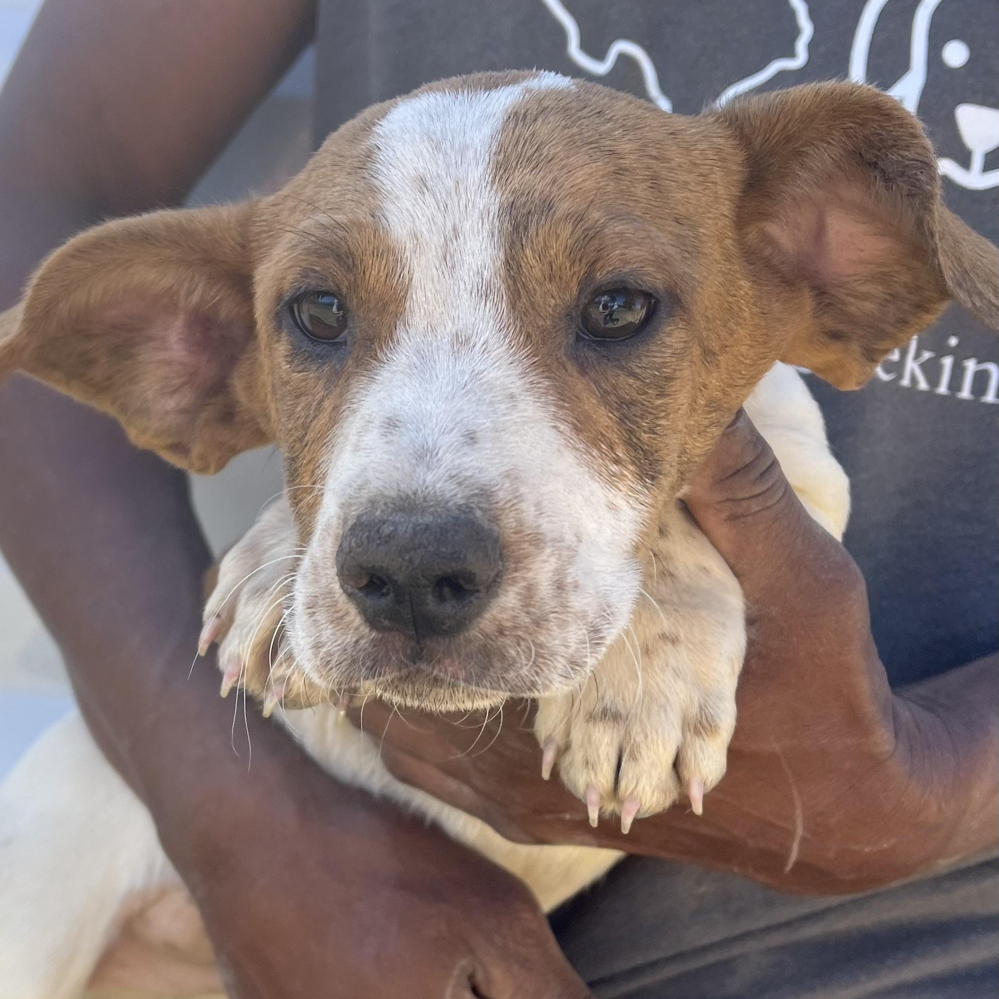 Enlarge Hank - Local March 13-15, an adopted mixed breed in Beaverton , OR image 2/5