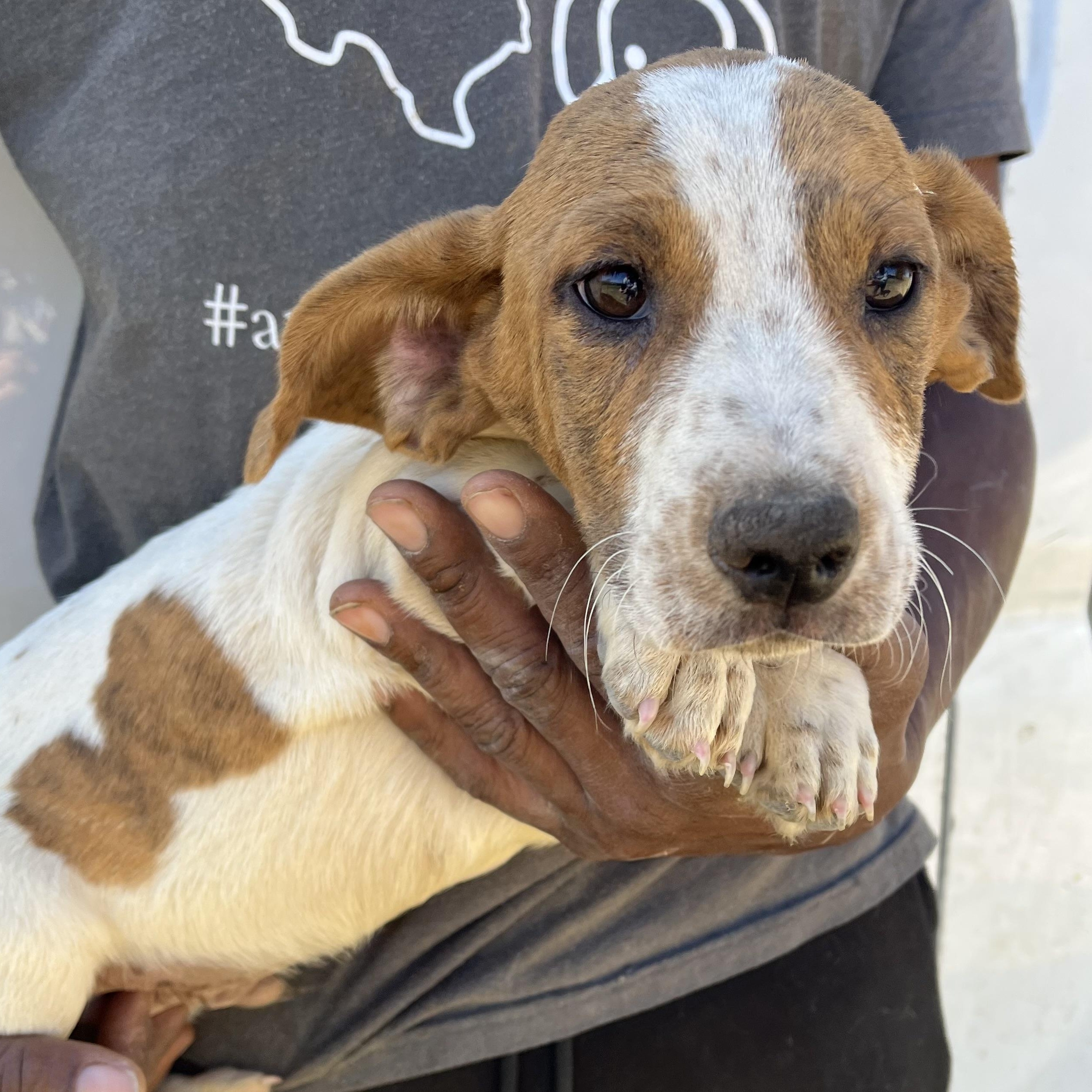Hank - Local March 13-15, adopted, Puppy Male Basset Hound.