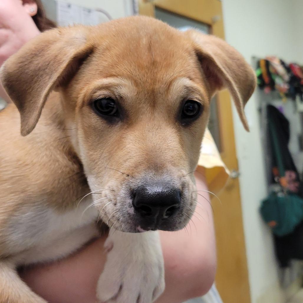 Enlarge Selena, a Adoptable Mixed Breed in Charleston, WV image 1/2