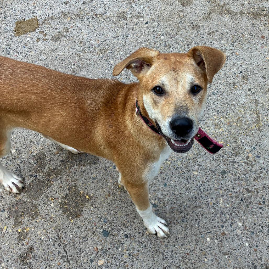 Enlarge Selena, a Adoptable Mixed Breed in Charleston, WV image 2/2