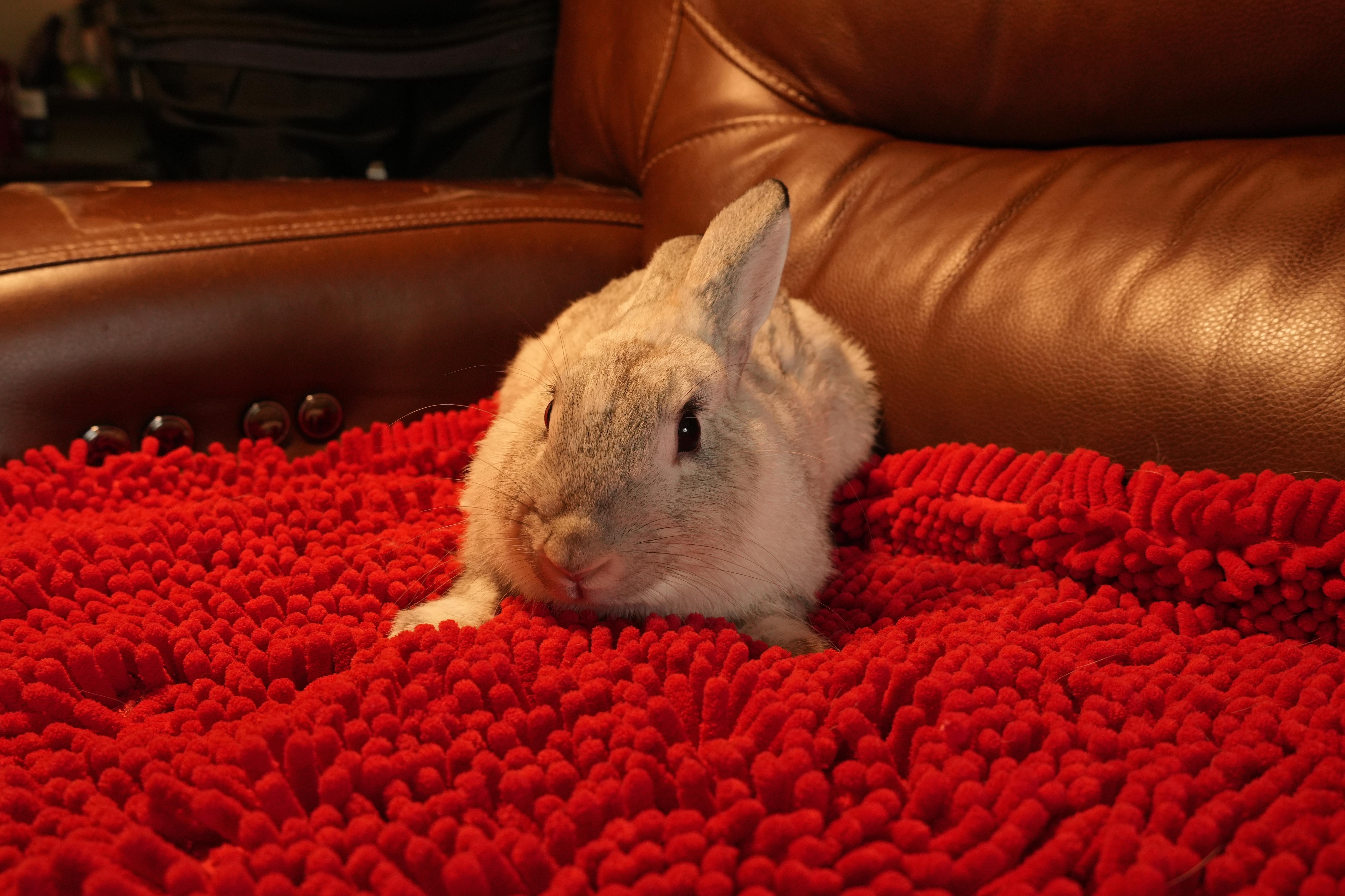 Enlarge Crystal, a ADOPTABLE mixed breed in Garland, TX image 2/5