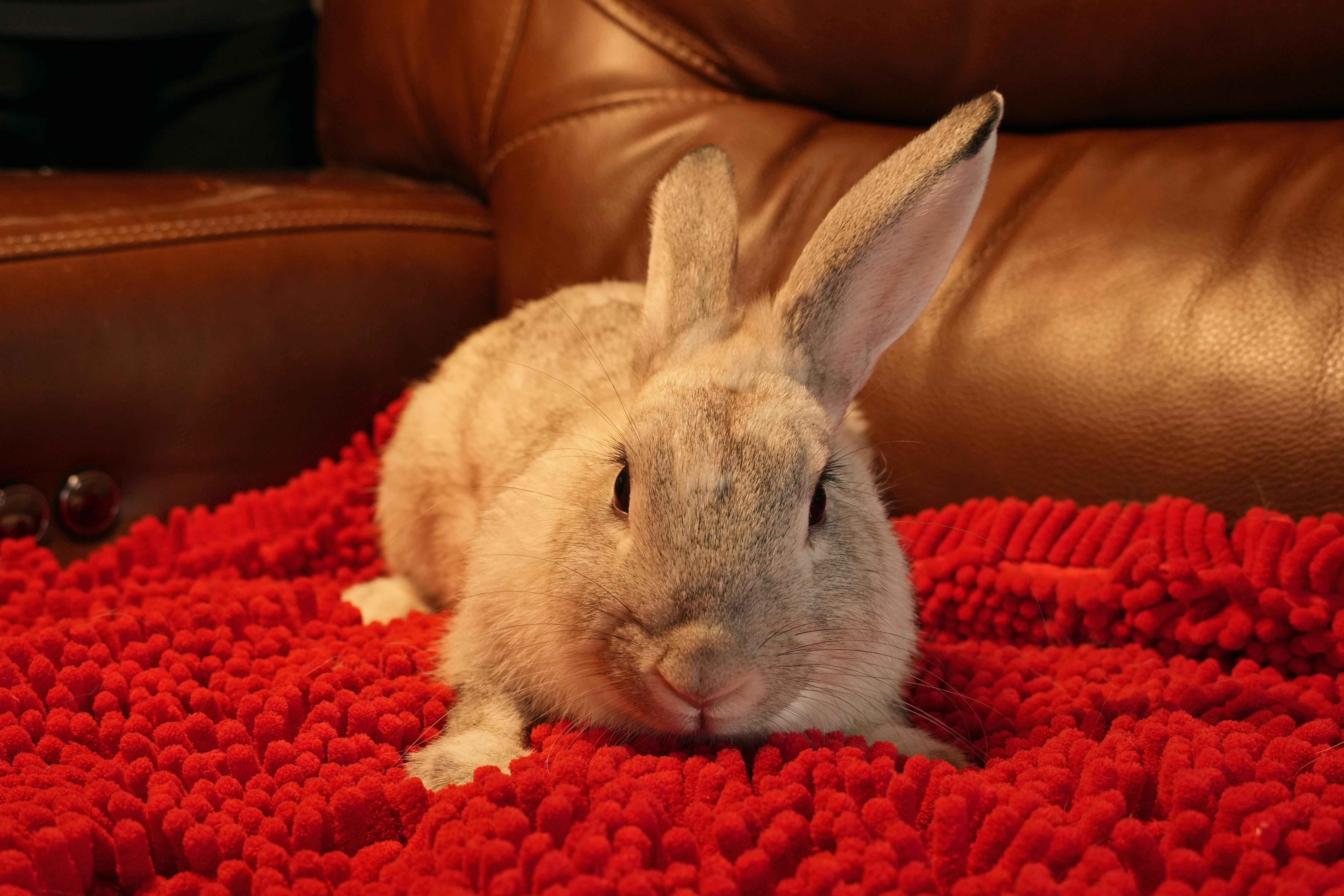 Enlarge Crystal, a ADOPTABLE mixed breed in Garland, TX image 3/5