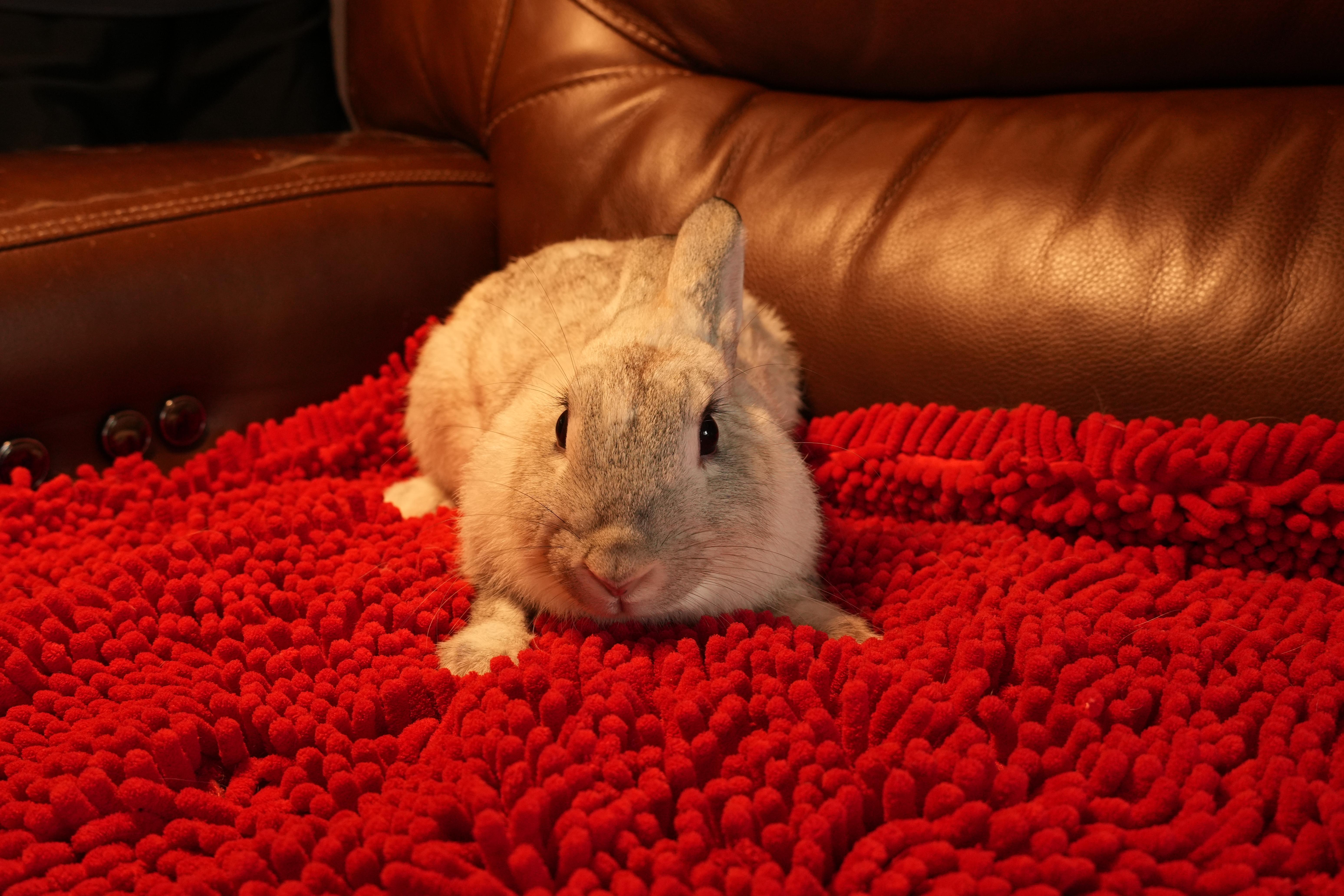 Enlarge Crystal, a ADOPTABLE mixed breed in Garland, TX image 5/5