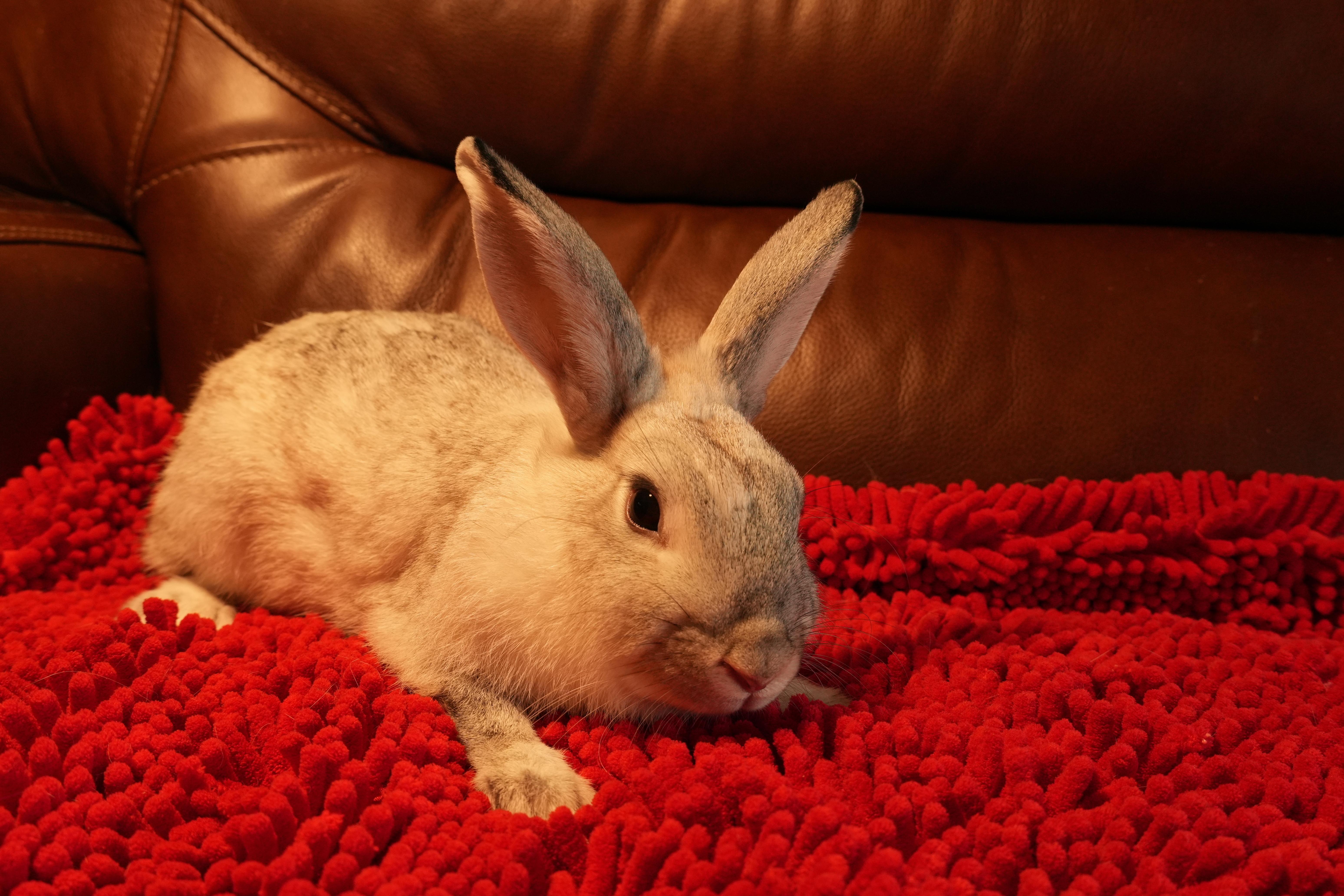 Crystal, ADOPTABLE, Young Female American.