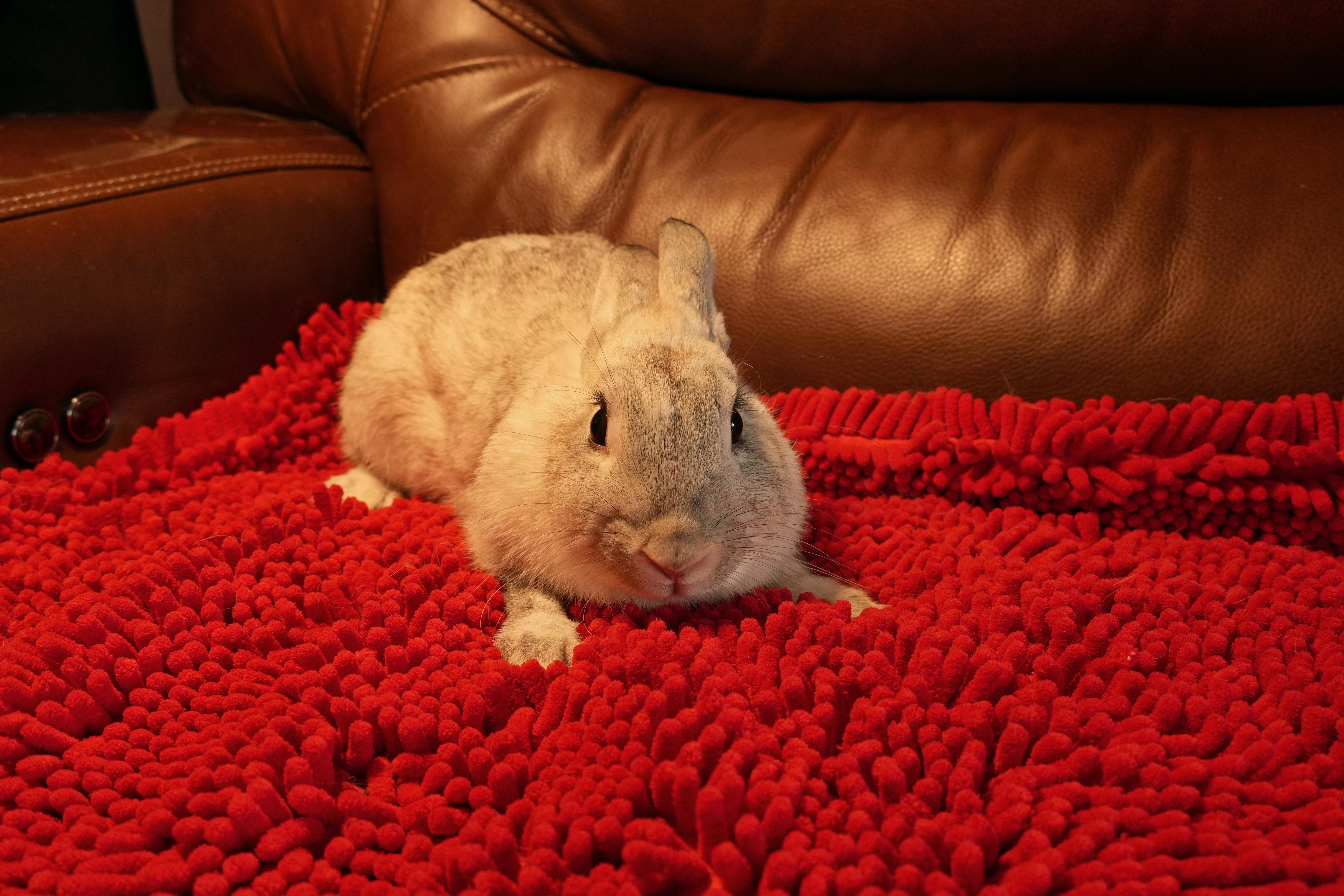 Enlarge Crystal, a ADOPTABLE mixed breed in Garland, TX image 4/5