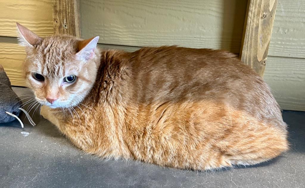 Butterfinger, Adoptable, Senior Male Domestic Short Hair.