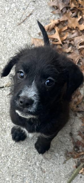 MABEL, Adoptable, Puppy Female Labrador Retriever & Poodle.