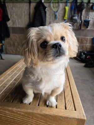 Enlarge Martha Mae, an adopted mixed breed in Williamsport, PA image 1/1