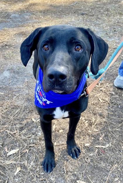 Enlarge Jackson Galaxy, a Adoptable mixed breed in Savannah, GA image 1/3
