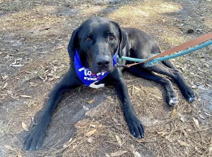 Enlarge Jackson Galaxy, a Adoptable mixed breed in Savannah, GA image 2/3