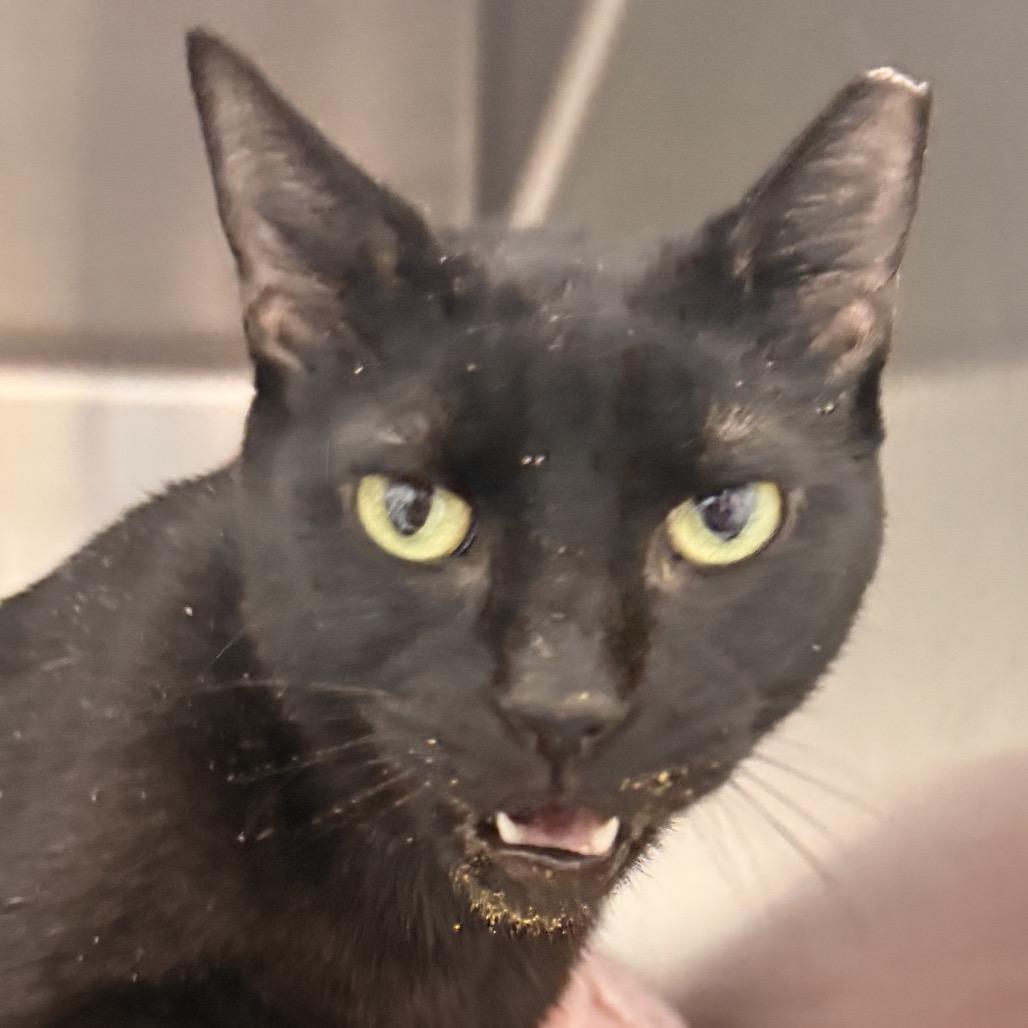 Salem, Adoptable, Young Female Domestic Short Hair.