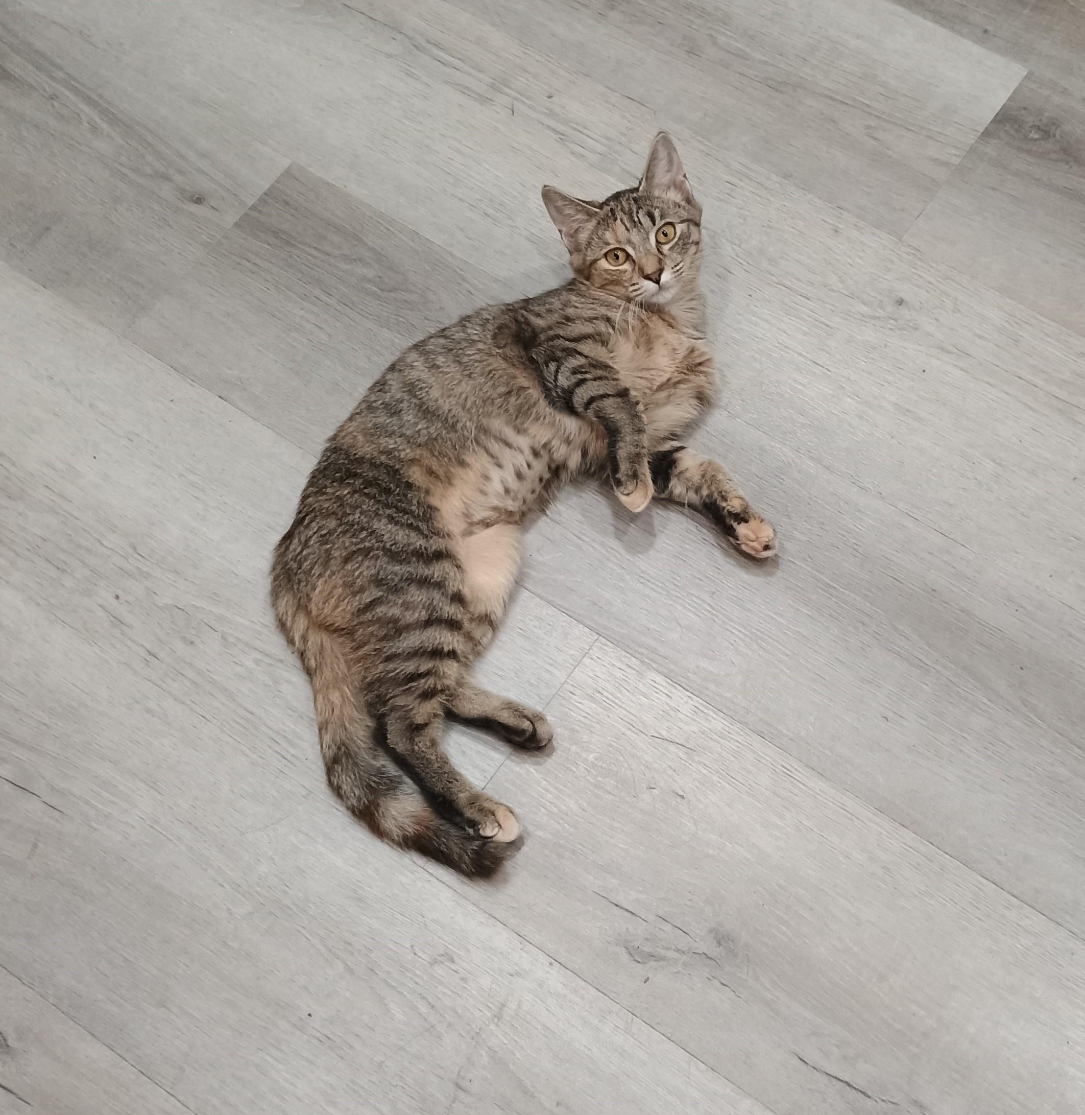 The Sims - shy & playful, a Adoptable Domestic Short Hair in Hendersonville, TN image 1/3