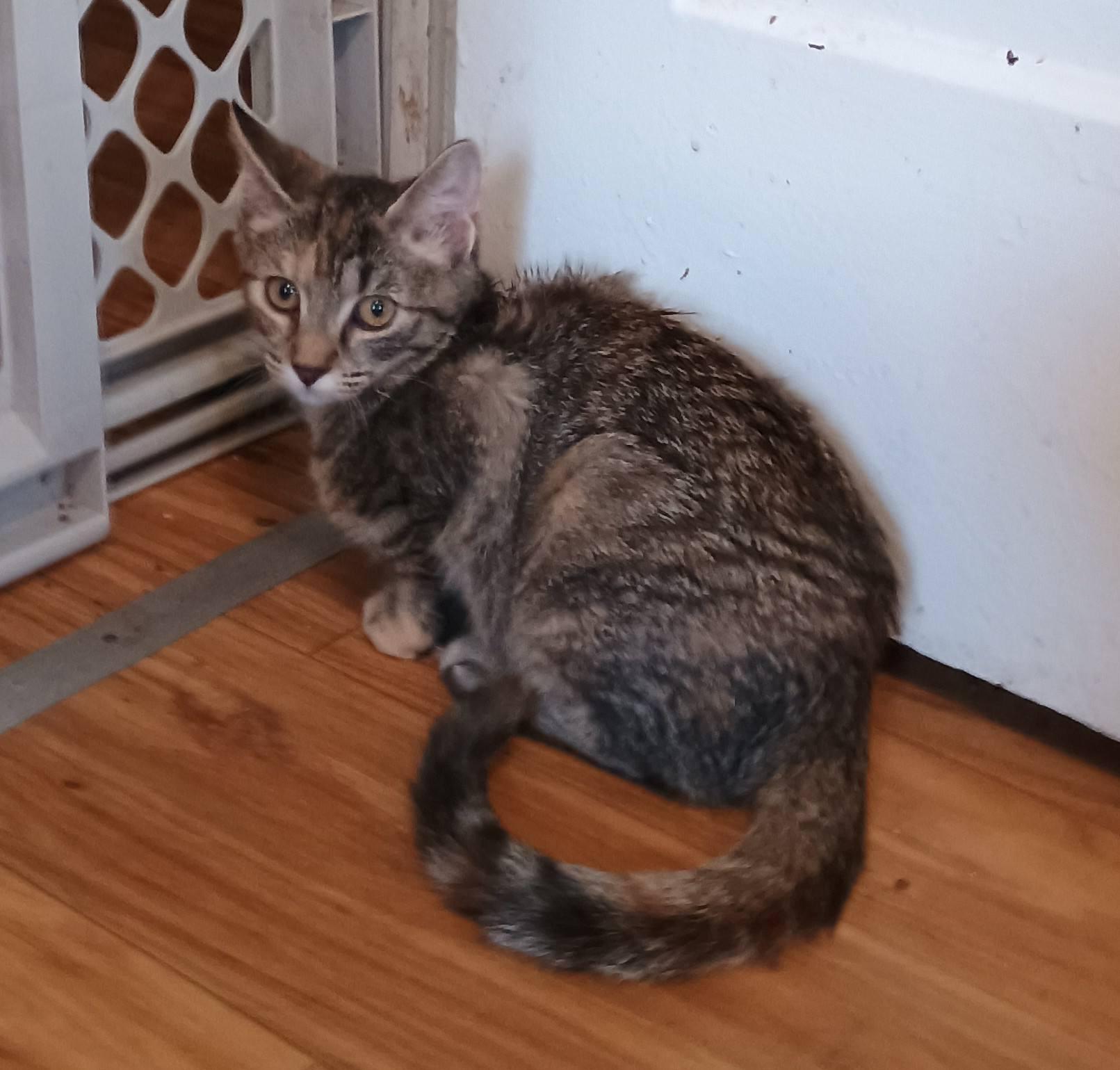 The Sims - shy & playful, a Adoptable Domestic Short Hair in Hendersonville, TN image 3/3