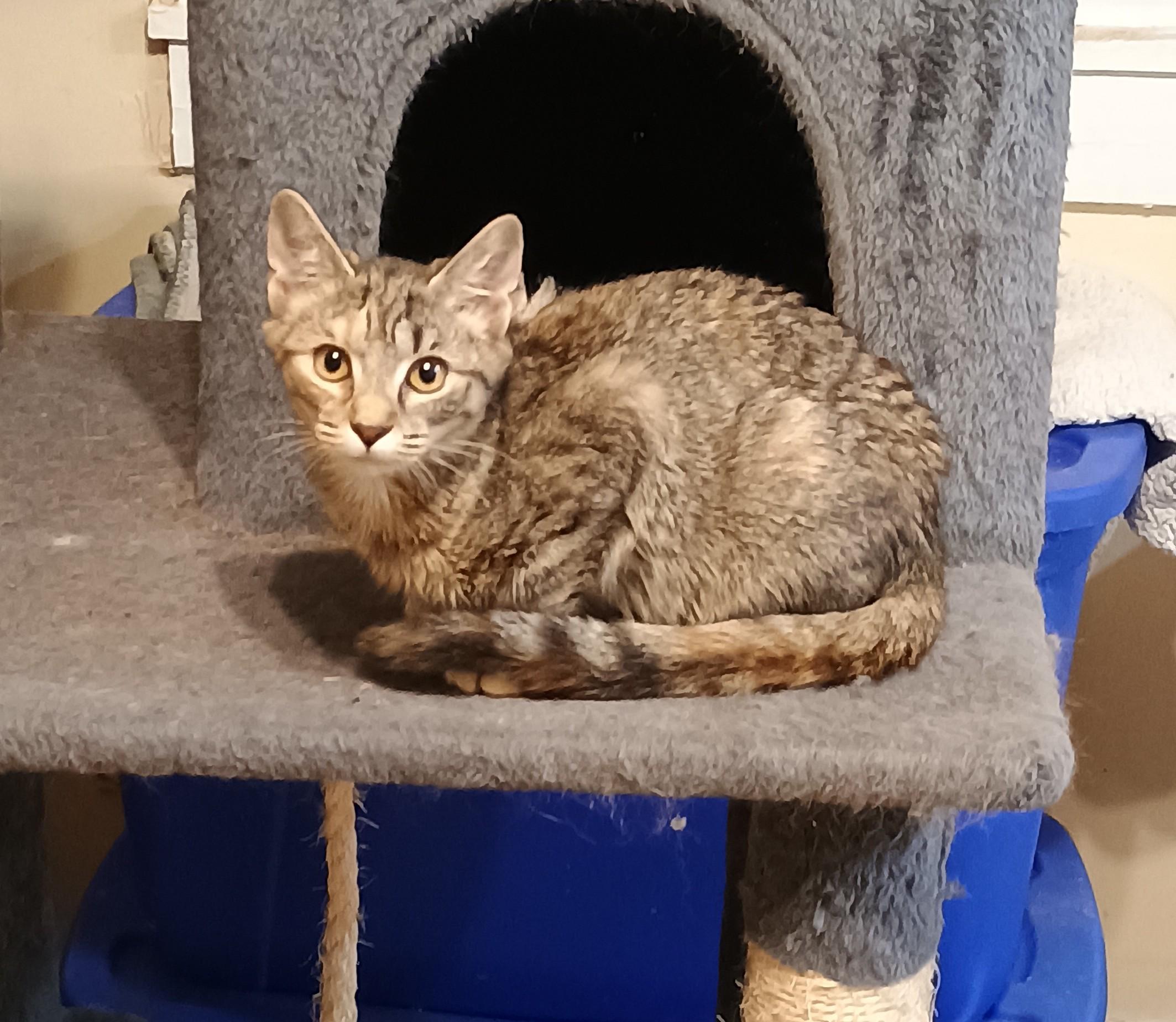 The Sims - shy & playful, a Adoptable Domestic Short Hair in Hendersonville, TN image 2/3