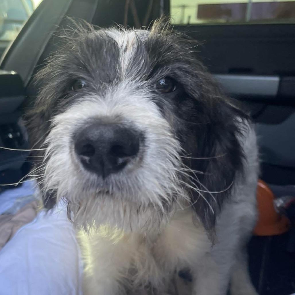 Conrad, Adoptable, Puppy Male Terrier & Poodle.