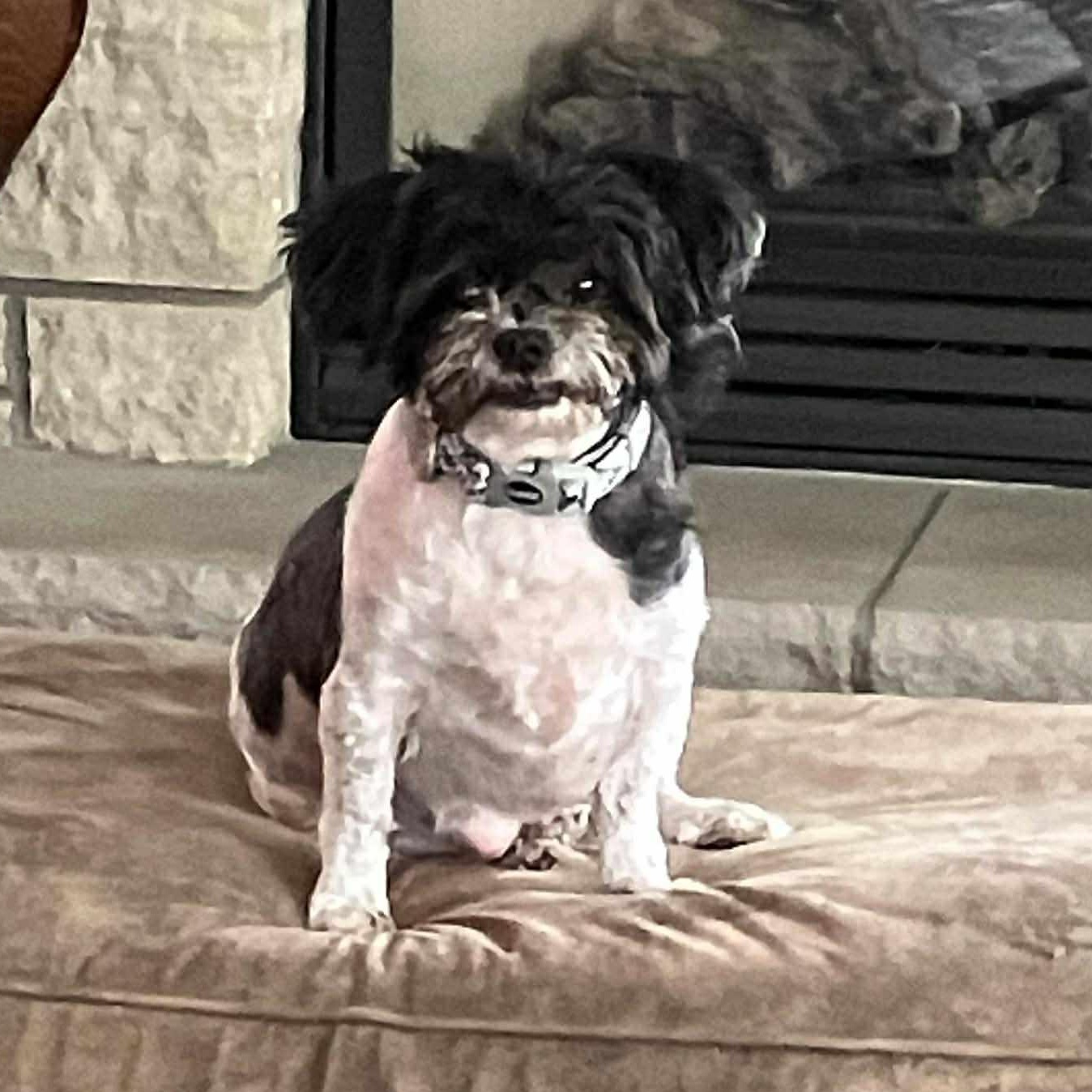 Enlarge Toby , an adopted Shih Tzu in Geneseo , IL image 2/2