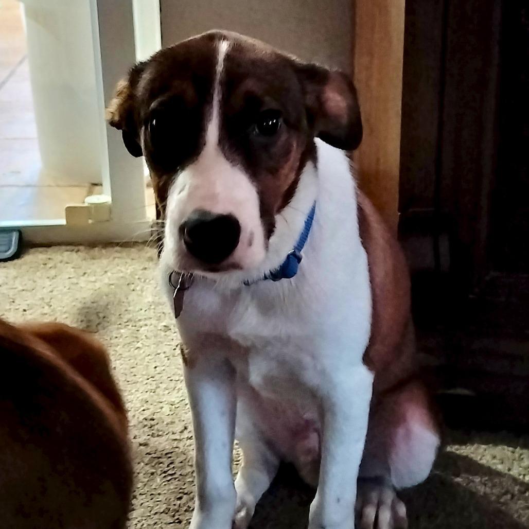 Enlarge Casper, a Adoptable mixed breed in Delaware, OH image 1/4