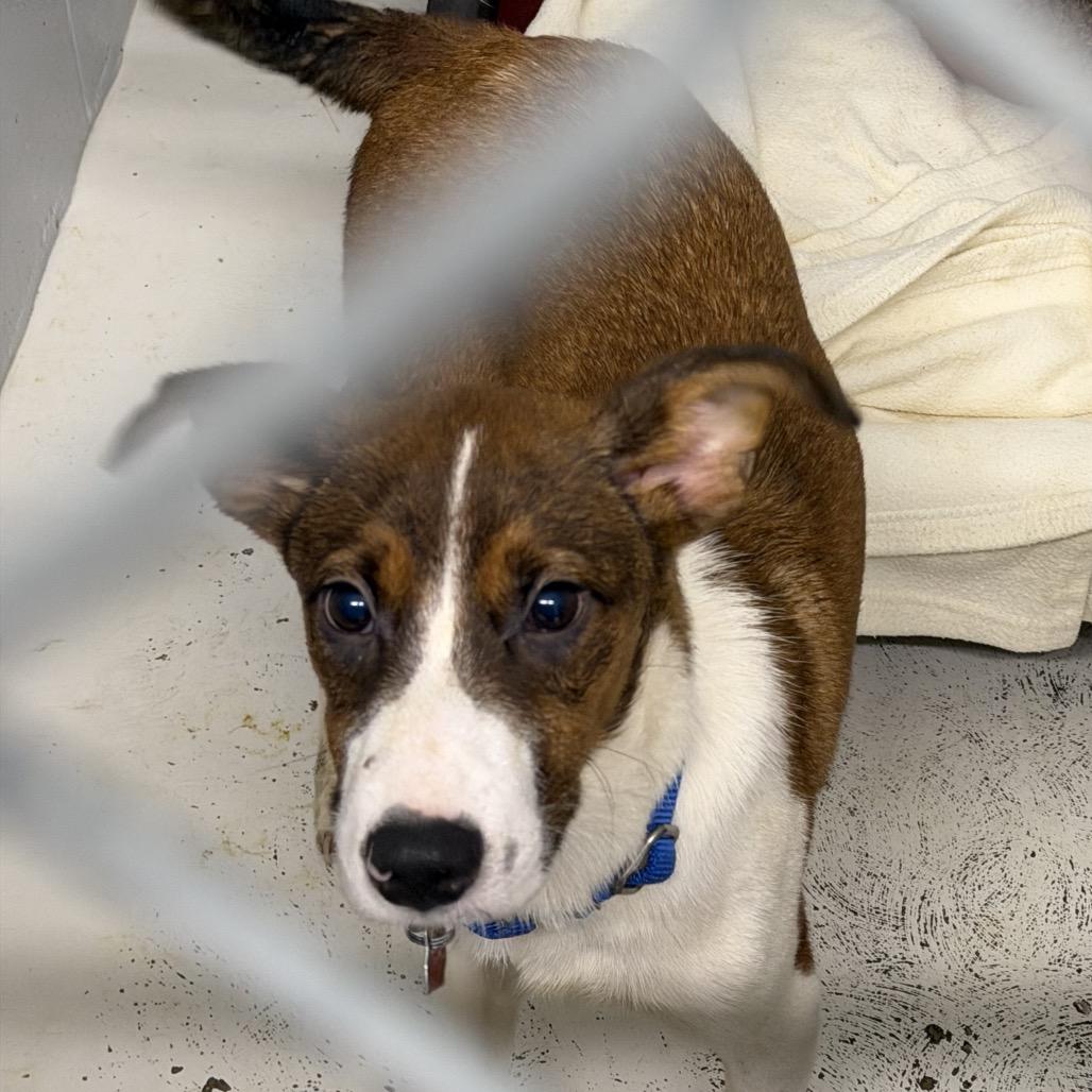 Enlarge Casper, a Adoptable mixed breed in Delaware, OH image 2/4