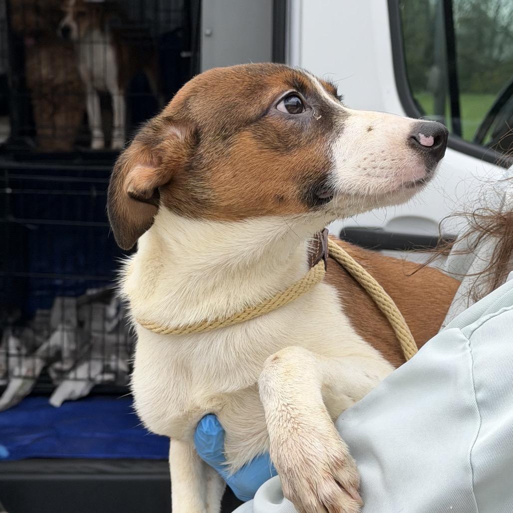 Enlarge Casper, a Adoptable mixed breed in Delaware, OH image 3/4