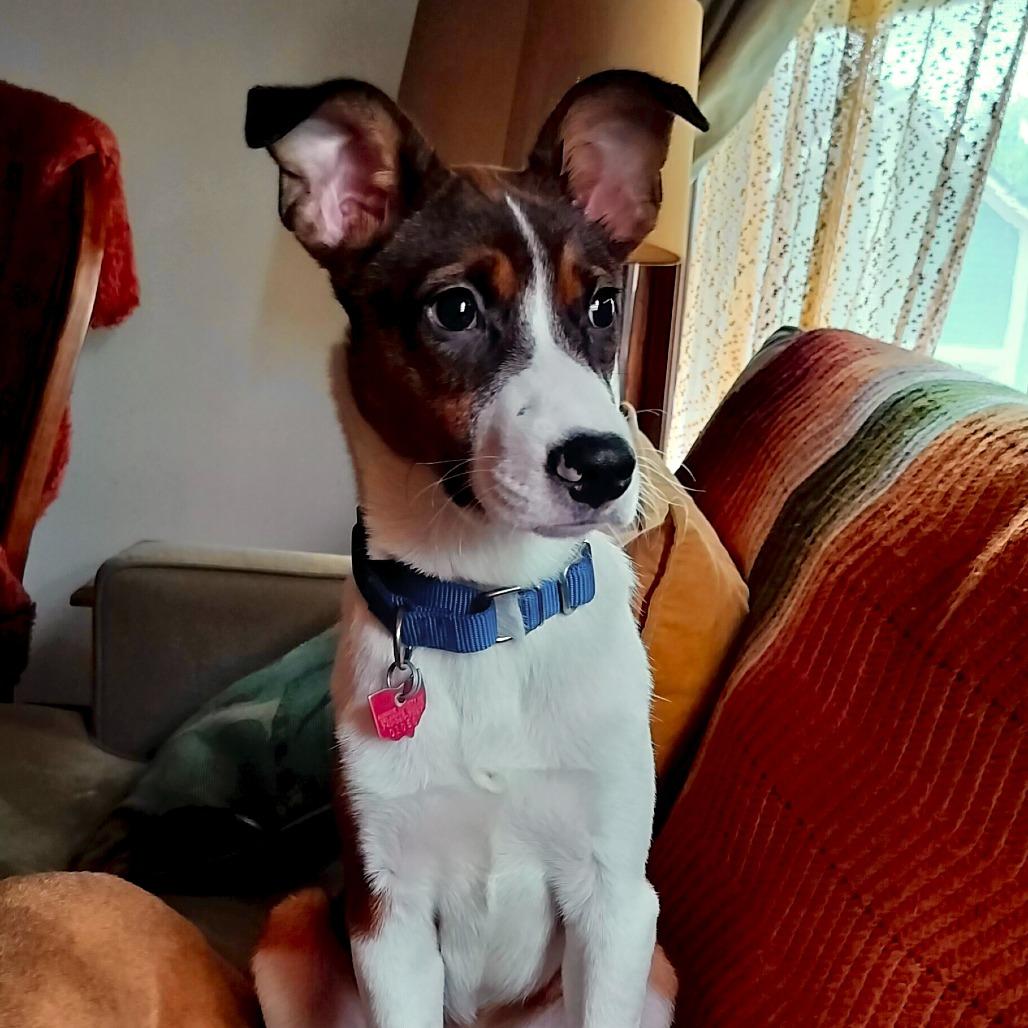 Enlarge Casper, a Adoptable mixed breed in Delaware, OH image 4/4