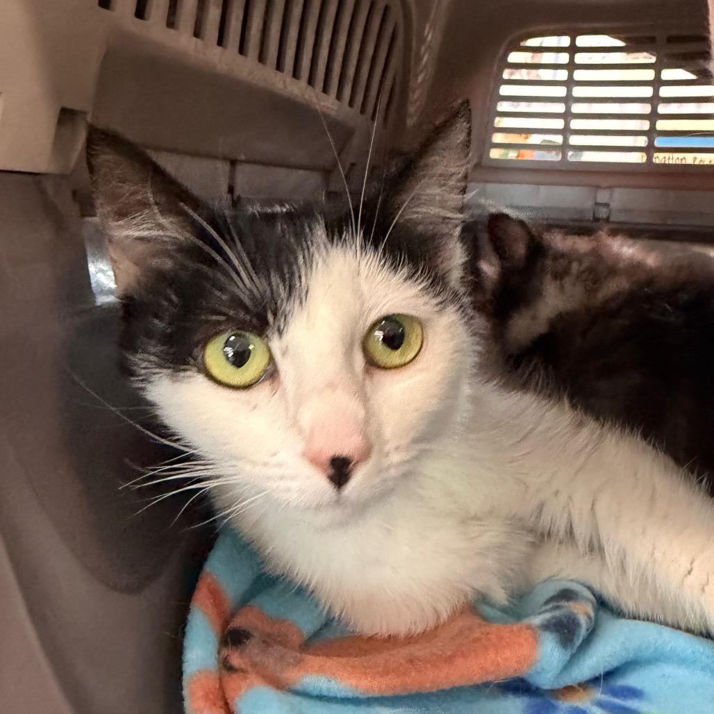 Quartz, Adoptable, Adult Female Domestic Short Hair.
