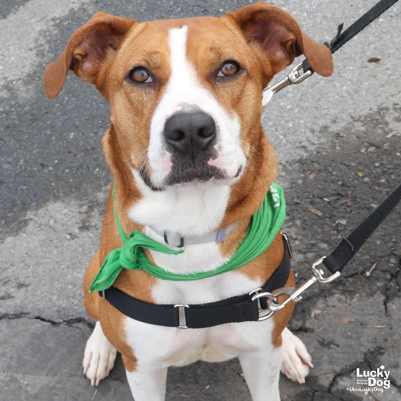 Star, Adoptable, Young Female Labrador Retriever & Boxer.