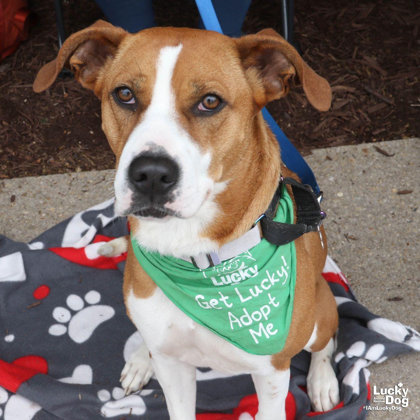 Star, a Adoptable mixed breed in Washington, DC image 2/3