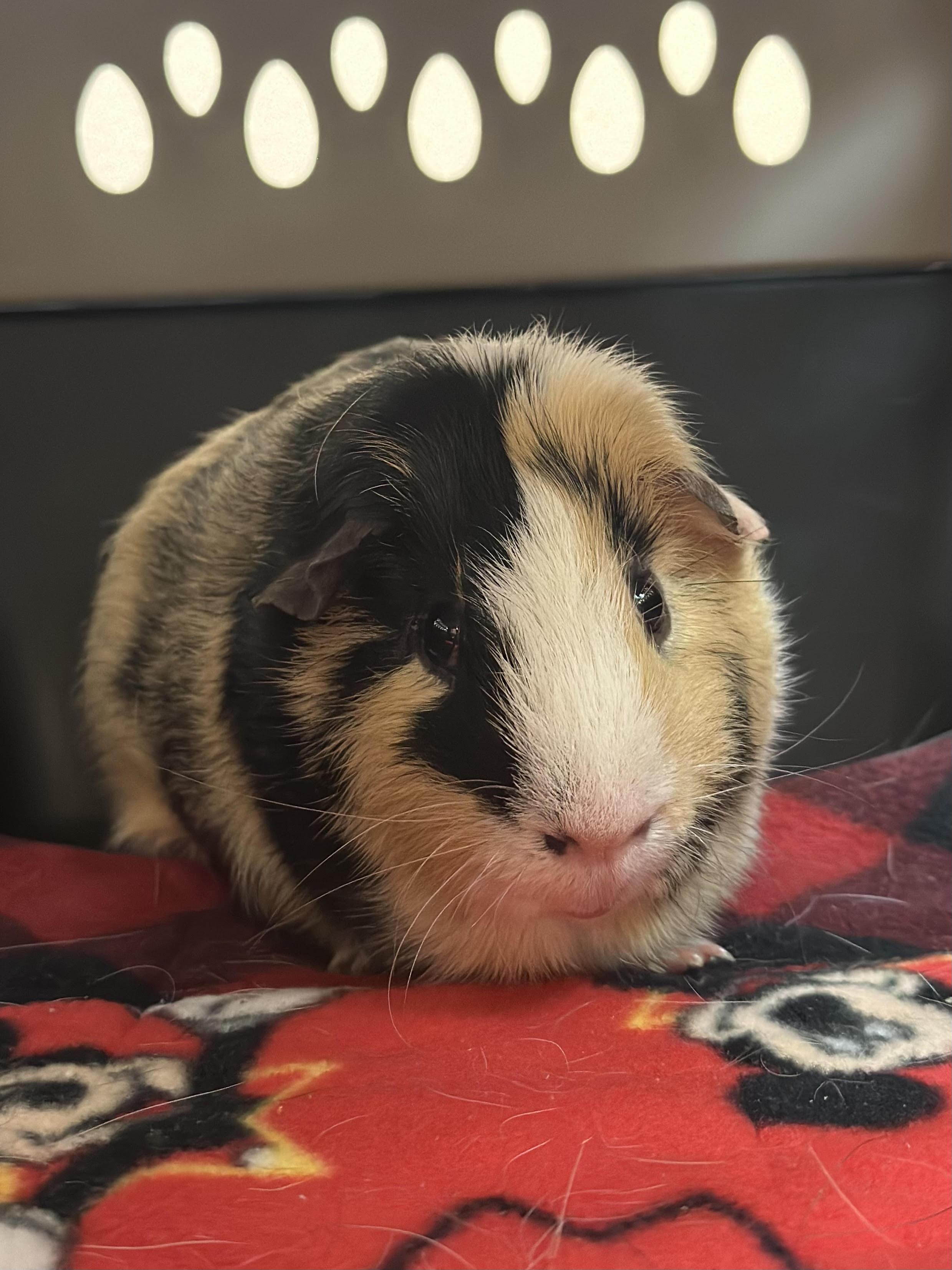 Papaya *SPECIAL NEEDS*, ADOPTABLE, Adult Male Guinea Pig.