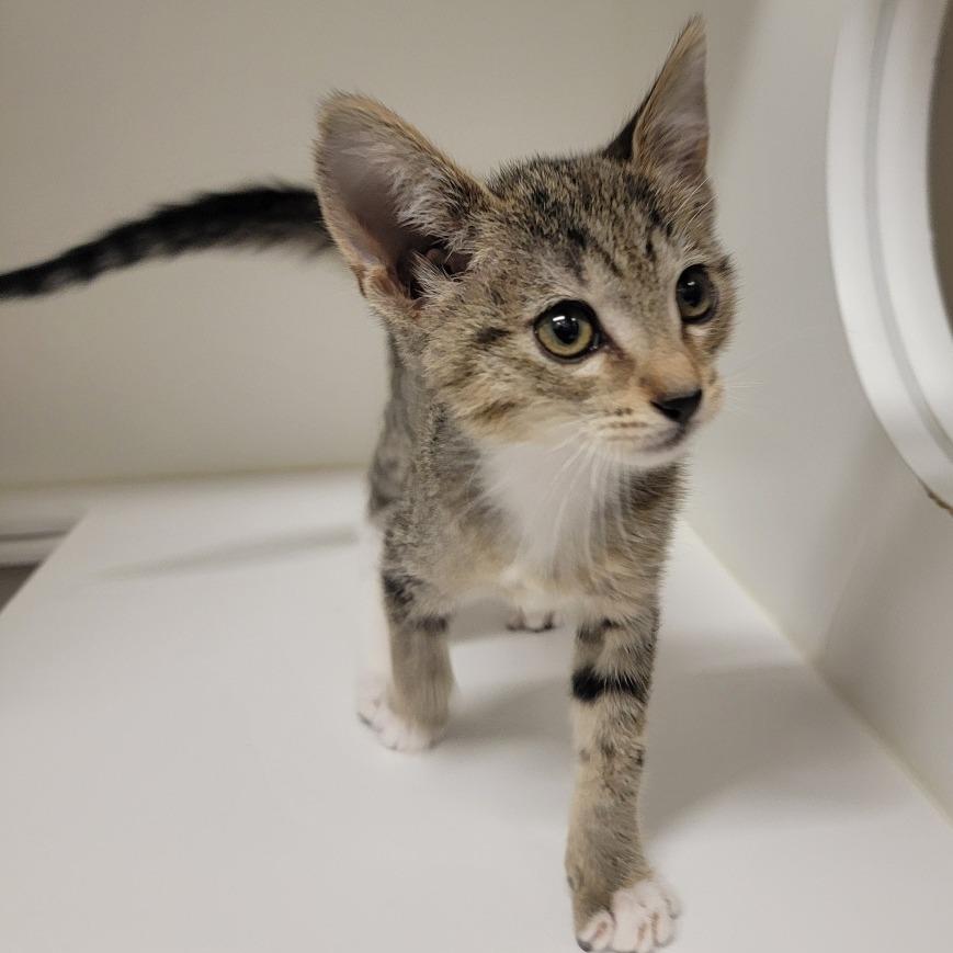 Enlarge Biscuit Maker 5000, a Adoptable Domestic Short Hair in Phoenix, AZ image 1/2