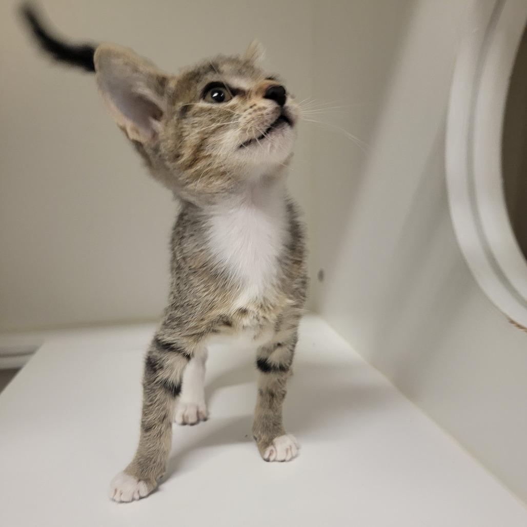 Enlarge Biscuit Maker 5000, a Adoptable Domestic Short Hair in Phoenix, AZ image 2/2