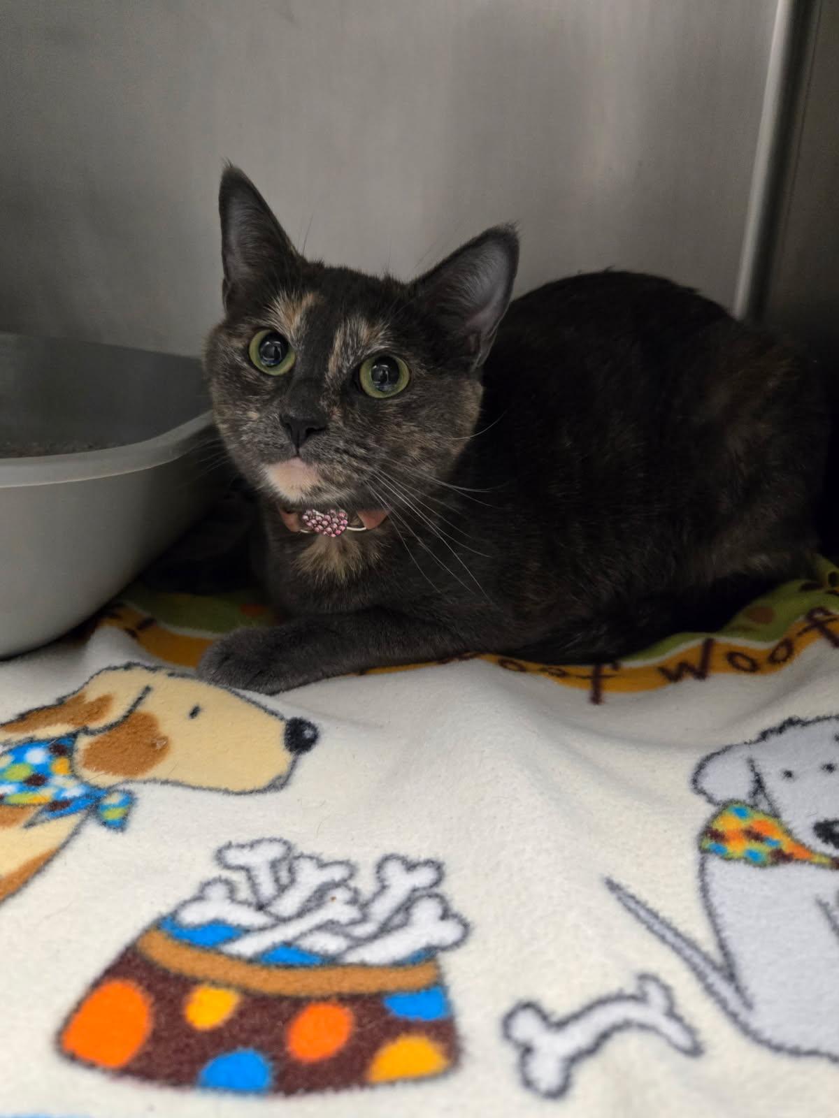 Enlarge Regina, an adopted mixed breed in Yorkville, IL image 1/1