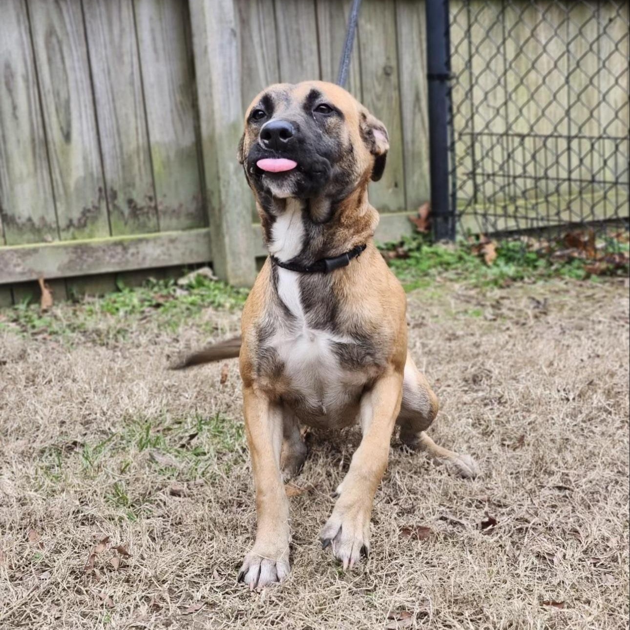 Lilac, Adoptable, Adult Female German Shepherd Dog.