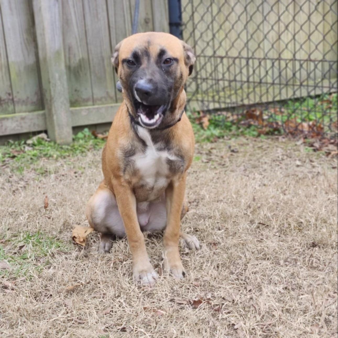 Lilac, an adoptable mixed breed in CUMMING, GA image 4/5
