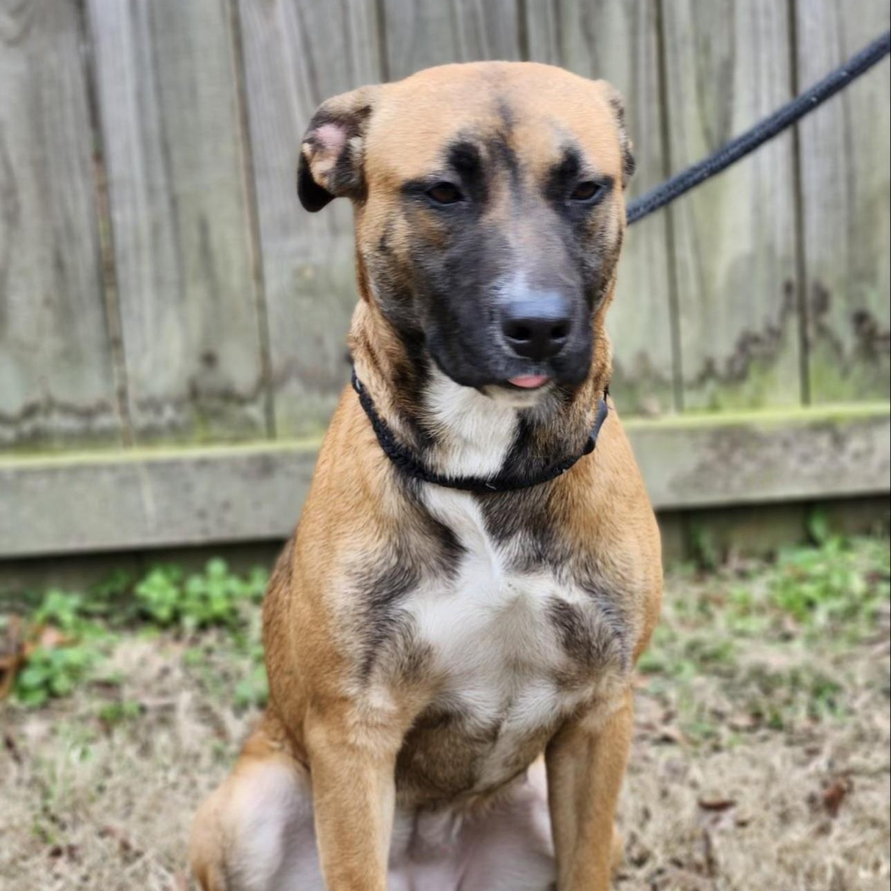 Lilac, an adoptable mixed breed in CUMMING, GA image 3/5