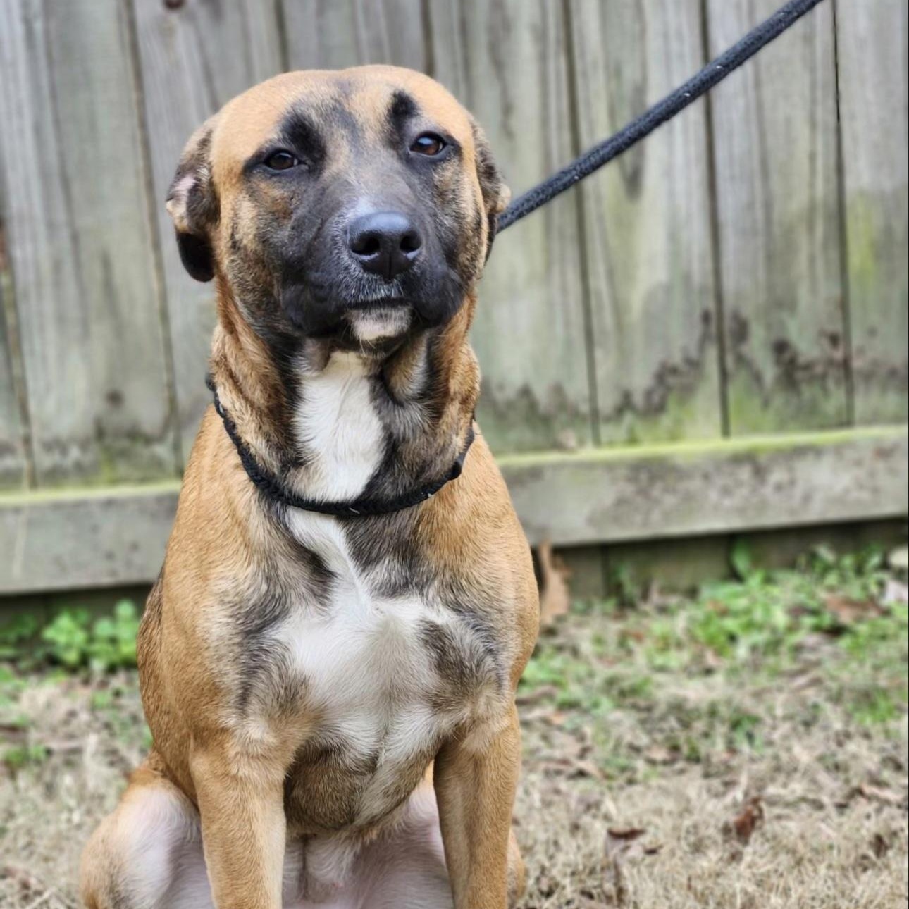 Lilac, an adoptable mixed breed in CUMMING, GA image 2/5