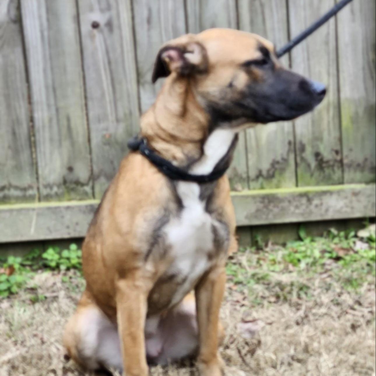 Lilac, an adoptable mixed breed in CUMMING, GA image 5/5