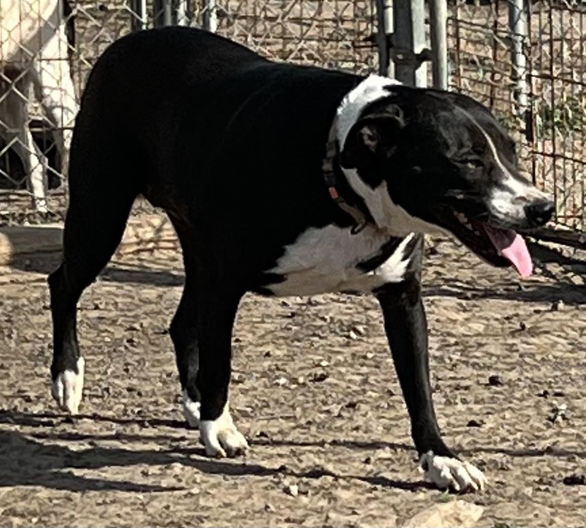 Lucy, Adoptable, Adult Female Border Collie & Pit Bull Terrier.