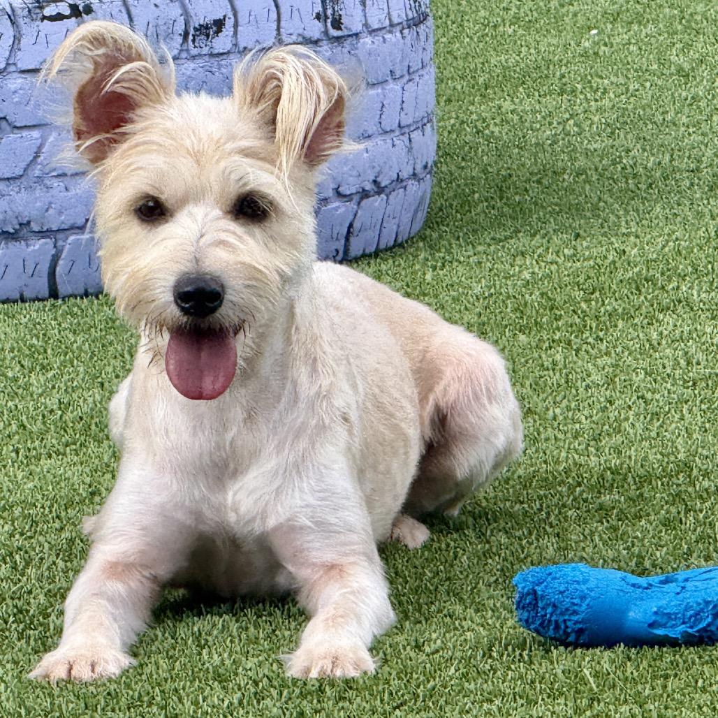 Enlarge Yasmine - shy Schnauzer girl, a Adoptable mixed breed in San Antonio, TX image 4/5