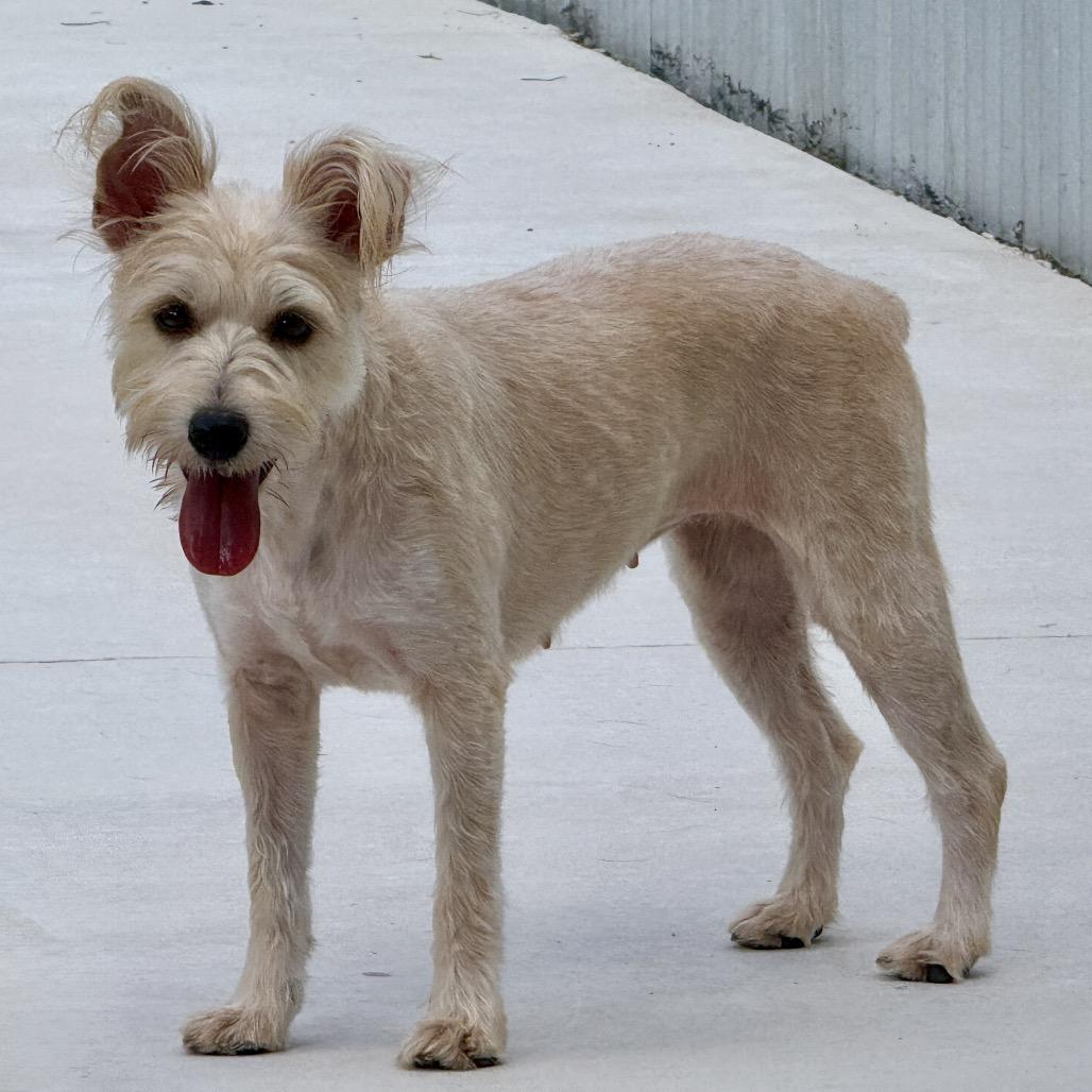 Enlarge Yasmine - shy Schnauzer girl, a Adoptable mixed breed in San Antonio, TX image 5/5
