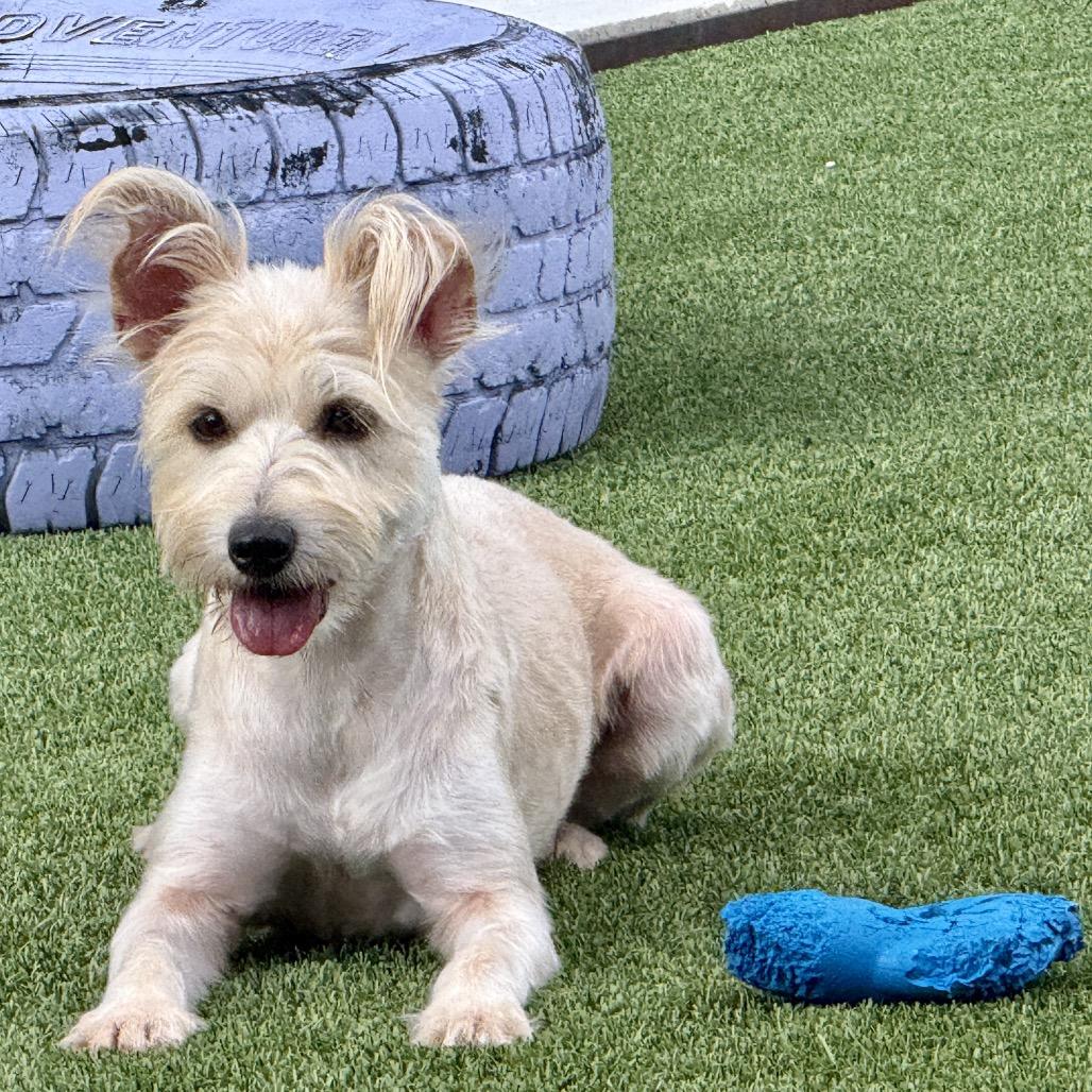 Enlarge Yasmine - shy Schnauzer girl, a Adoptable mixed breed in San Antonio, TX image 2/5