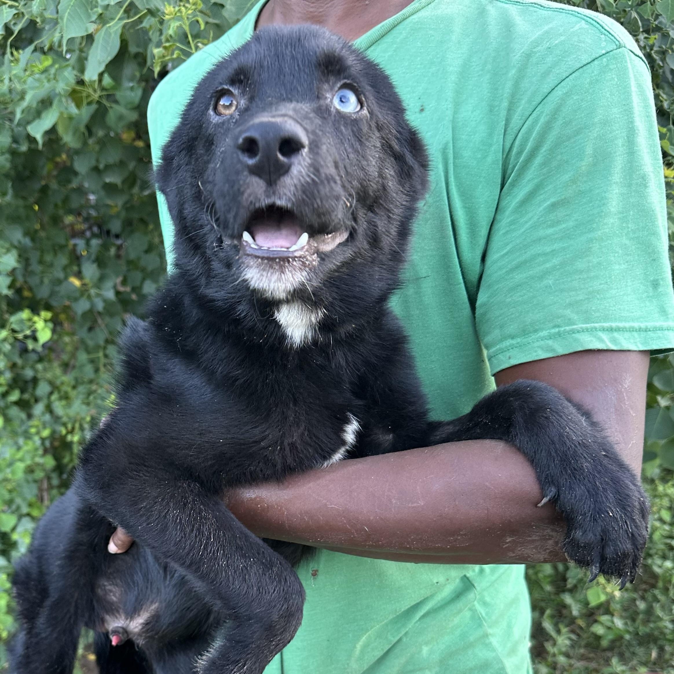 Benjo - Local August 28-30, an adoptable mixed breed in Hillsboro, OR image 6/6